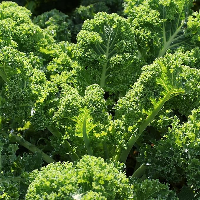 Organic Kale Seeds (Vates Blue Scotch Curled) - Approx 500 Seeds - USDA Organic, Non-GMO, Open Pollinated, Heirloom, USA Origin