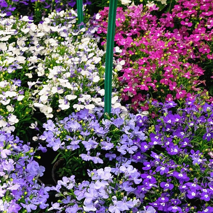 KIRA SEEDS - Seeds Lobelia Сascade Mix - Annual Flowers for Planting - GMO Free