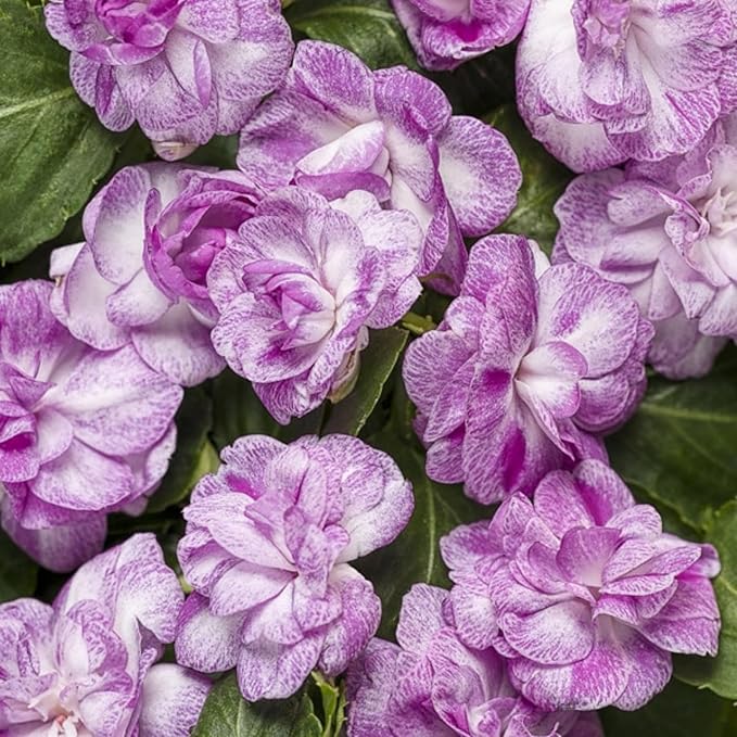 300+ Double Impatiens Seeds Perennial Annual Mixed Camellia Impatiens Balsamina Balsam Seeds Double Flower Borders Containers Outdoor