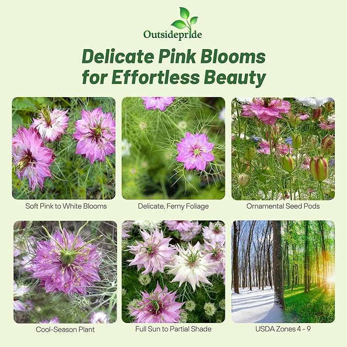 Outsidepride Jewels Rose Nigella Seeds - 2000 Pcs Annual Flower Seeds for Planting with Vibrant Blooms & Lacy, Fern-Like Foliage, Attractive Cut Flower for Small Garden Spaces & Floral Arrangements