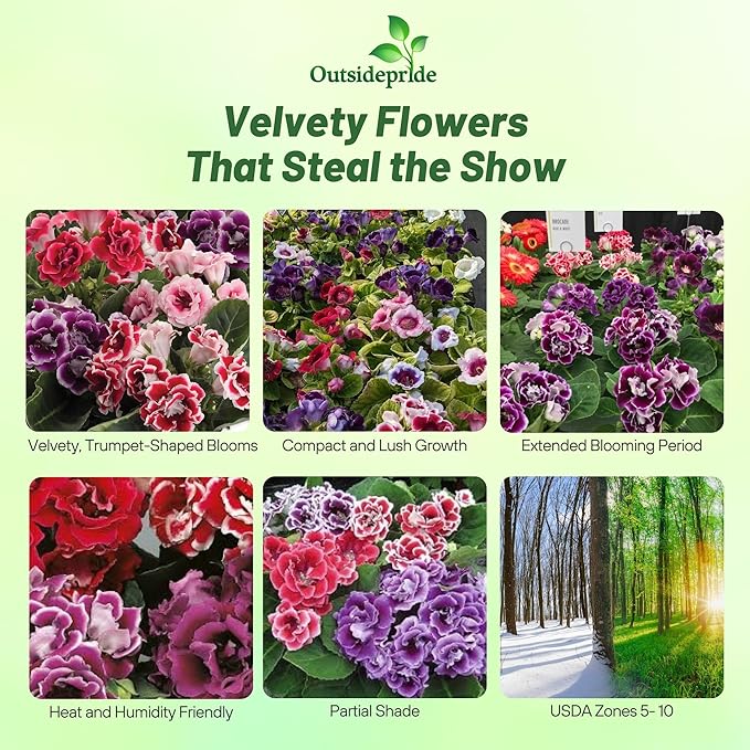 Outsidepride Gloxinia Seeds - 50 Pcs. Perennial, Easy to Grow & Low Maintenance, Flower Seeds for Planting Floriferous, Vibrant Mixed Blooms, Great for Shaded Gardens & Cut Flower Arrangements