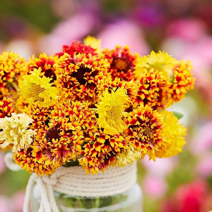 Eden Brothers Blanket Flower Seeds - Sundance