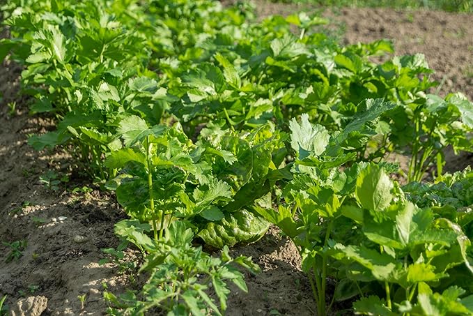 500+ Parsnip Seeds for Planting - All American - Heirloom Non-GMO USA Grown by RDR Seeds
