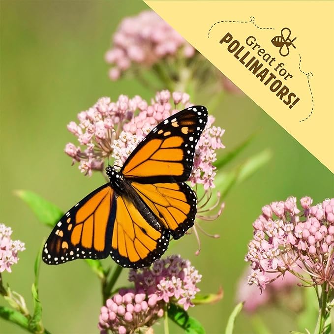 Back to The Roots 100% Organic Heirloom Seeds - Spaghetti Squash Seeds for Planting Value Pack (5.6g Total)