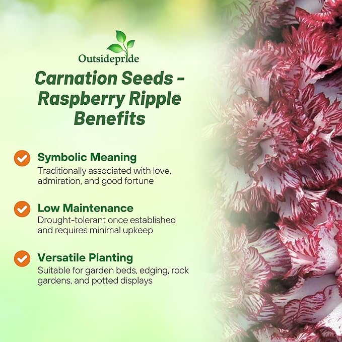 Outsidepride Raspberry Ripple Carnation Seeds - 100 Pcs Perennial, Easy to Grow Flower Seeds for Planting with Fragrant Blooms, Ideal for Pollinators, Cutting Gardens, Bouquets, & Floral Arrangements