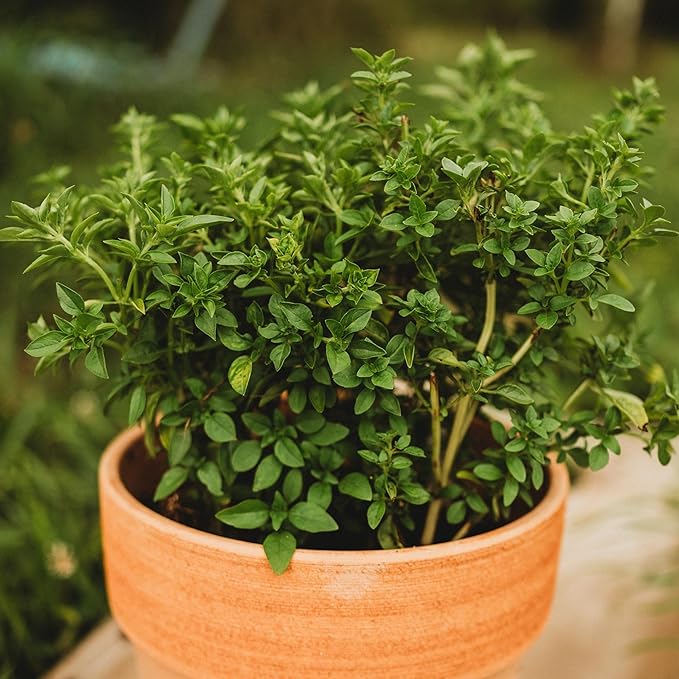 Fino Verde Italian Basil - 250 Seeds - Rare & Flavorful Heirloom Herb Variety, Great for Containers, Non-GMO Heirloom Basil Seeds for Planting in The Home Garden, Thresh Seed Company