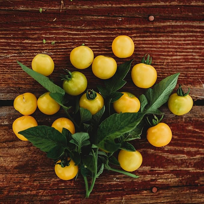 Galina's Yellow Siberian Cherry Tomato - 25 Seeds - Rare Russian Heirloom Tomato, Non-GMO Heirloom Yellow Cherry Tomato Seeds for Planting in The Home Garden, Thresh Seed Company