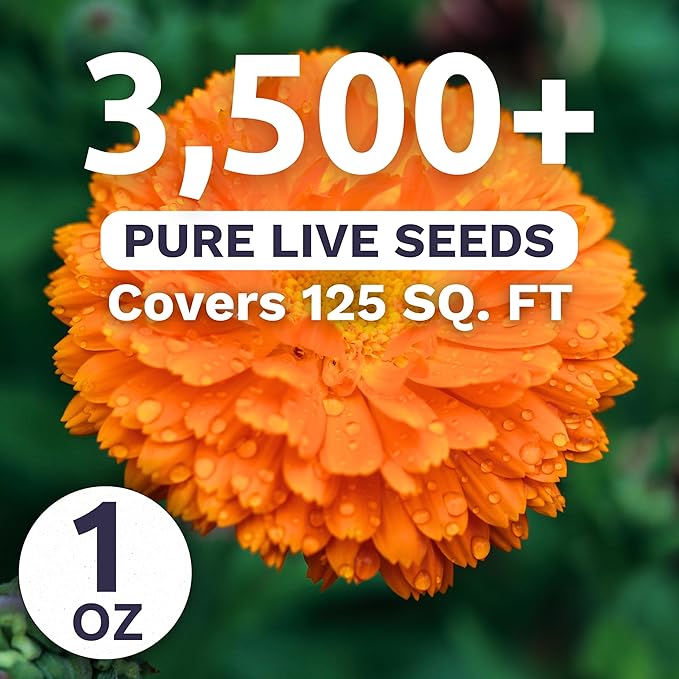 SWEET YARDS Calendula Balls Orange