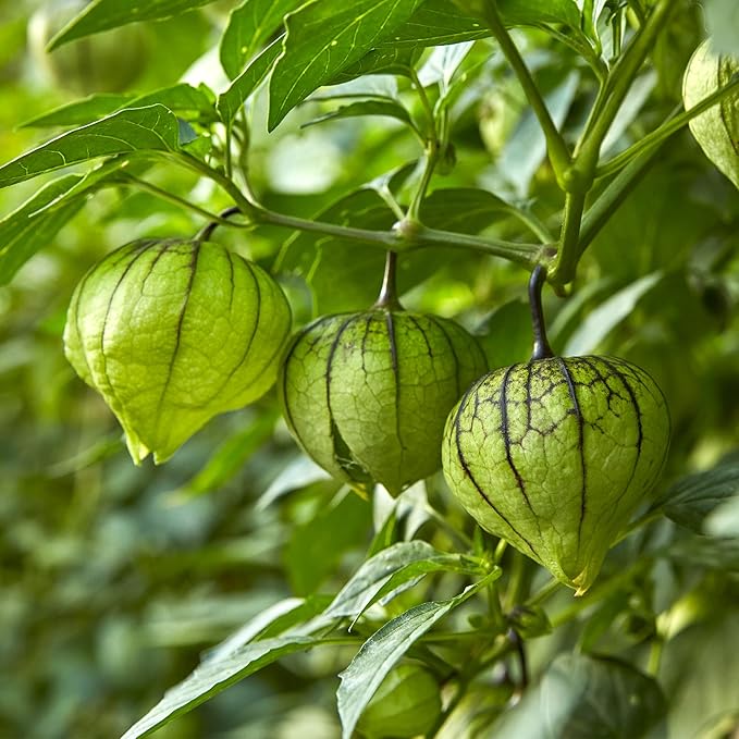 Burpee Gigante Verde Tomatillo Seeds - Large, Productive Salsa Vegetable