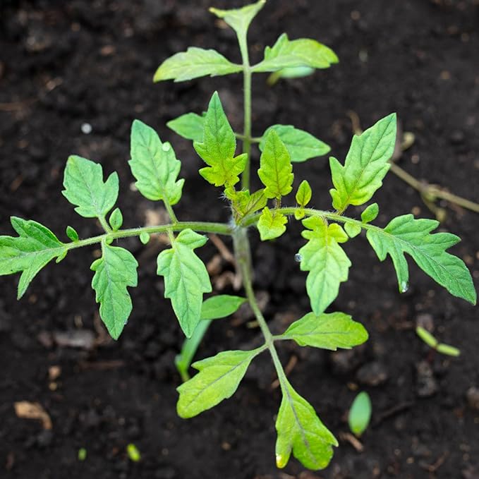Seed Needs Tiny Tim Tomato Seeds for Planting Dwarf Cherry Tomatoes - Non-GMO Heirloom & Untreated Veggie Seed to Plant a Home Grown Outdoor Vegetable Garden (2 Packs)