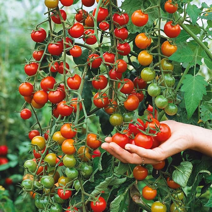 200pcs Waterfall Tomato Seeds - Heirloom, Non-GMO, High-Yield Variety - Complete Planting Guide Included for Home Gardens, Perfect Gardening Gift (Waterfall Tomato Seeds)