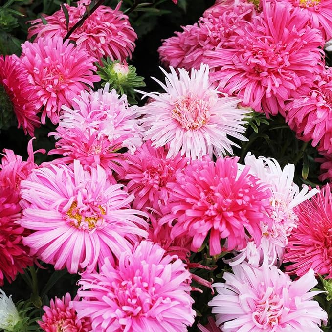 200+ Annual Double Aster Flower Seeds for Planting Outdoor-Attracts Bees&Butterflies Non-GMO Heirloom