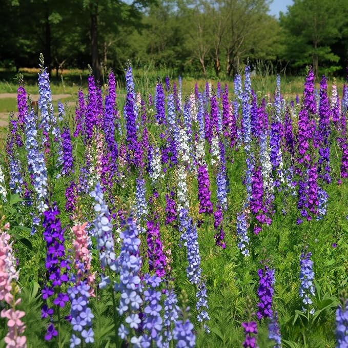 Delphinium Seeds 2000 Pcs - Mixed Colors, Tall, Heat & Drought Tolerant, Self-Seeding Perennial Wildflowers for Flower Arrangements & Pollinator Gardens