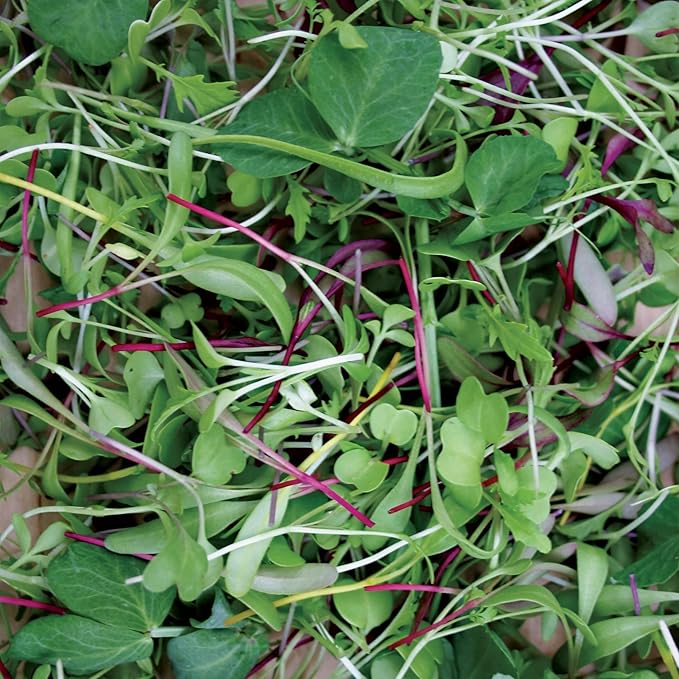 Burpee Rainbow Mix Microgreens Seeds - Zesty, Nutritious Indoor Blend