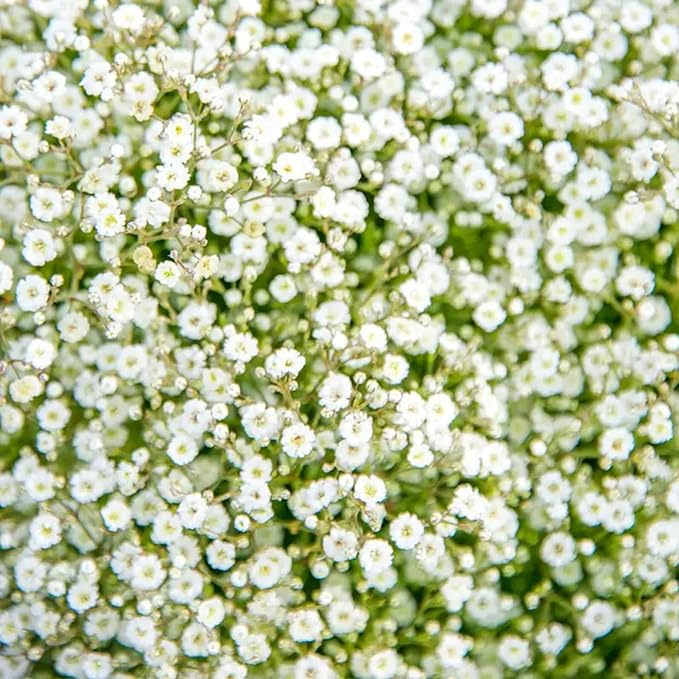 1000+ Mixed Baby's Breath Flower Seeds Annual Baby's Breath Flower Perennial Cut Flowers Non-GMO Gypsophila Paniculata Garden Outdoor