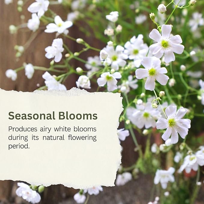 Baby’s Breath Seeds – 20,000+ Seeds – 1 oz Bulk Resealable Packet – Quick Blooming Gypsophila elegans Flower Seeds with White Blooms for Bouquets, Borders & Wildflower Gardens