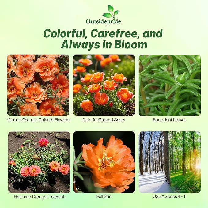 Outsidepride Orange Moss Rose Seeds - 10000 Pcs Annual, Drought & Heat Tolerant, Pollinator Friendly Ground Cover Seeds for Planting w/Vibrant Blooms & Succulent Foliage, Ideal for Xeriscaping