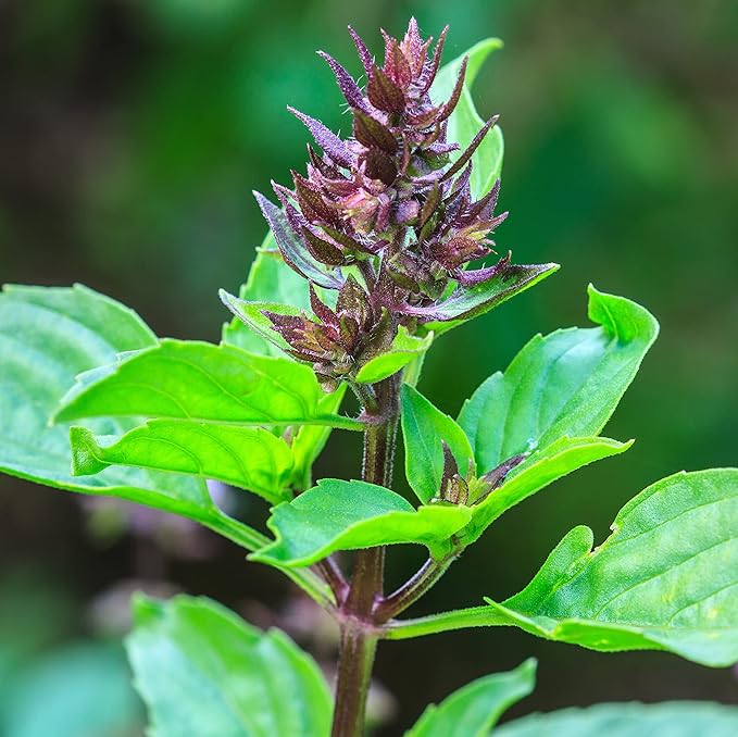RAISE ME UP: Seeds Ornamental Holy Basil Tulsi Non GMO Heirloom