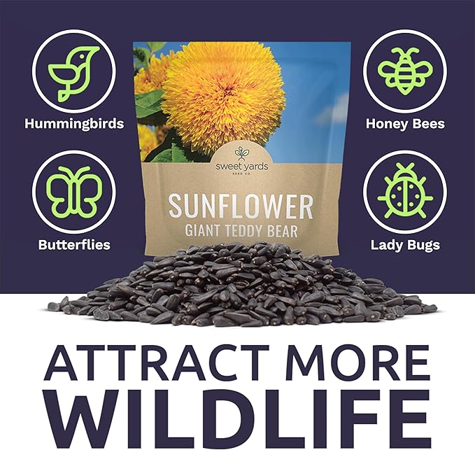 Giant Teddy Bear Sunflower Seeds - Extra Large 1 Ounce Packet - Over 1,200 Fresh Open Pollinated Non-GMO Flower Seeds - Helianthus annus - Hundreds of Fluffy Yellow Petals