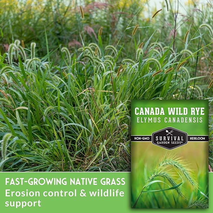 Survival Garden Seeds – Canada Wild Rye (Elymus Canadensis) | Fast-Growing Prairie Grass | Erosion Control | North American Native Grass Seed - 1 Pack