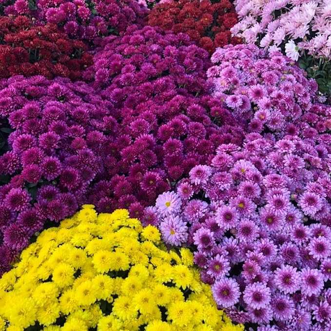 400+ Mixed Color Chrysanthemum Seeds Hardy Garden Flower Seeds - Rare Ground Cover Plant Landscape for Garden Outdoor