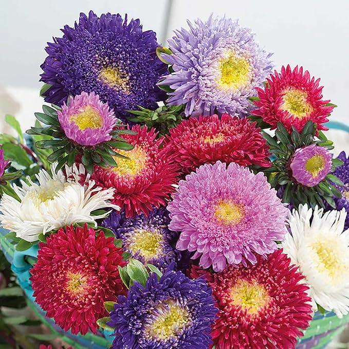 Powderpuff China Aster Mix Seeds - 1000 Seeds