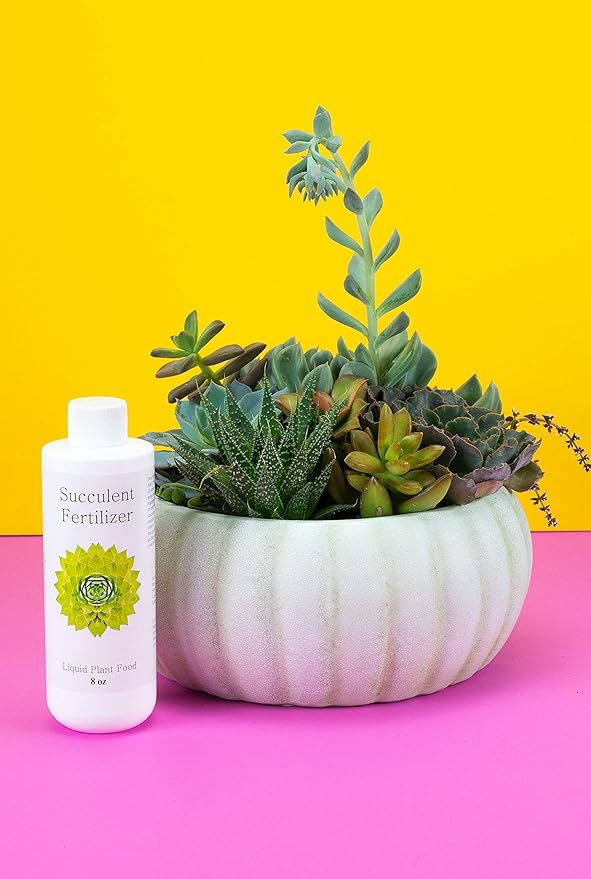 Succulent Fertilizer | Formulated Succulent Food for Potted Indoor Succulents and Cactus | Plant Food for Succulent Soil in Pots | by Aquatic Arts