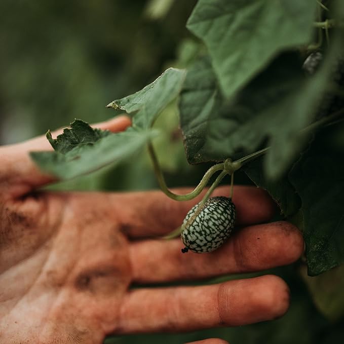 Mexican Sour Gherkin Cucamelon - 25 Seeds - Heirloom Gherkin Cucumber Variety, Easy-to-Grow, Non-GMO Gherkin Seeds for Planting Outdoors in The Home Garden, Thresh Seed Company