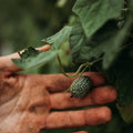 Mexican Sour Gherkin Cucamelon - 25 Seeds - Heirloom Gherkin Cucumber Variety, Easy-to-Grow, Non-GMO Gherkin Seeds for Planting Outdoors in The Home Garden, Thresh Seed Company