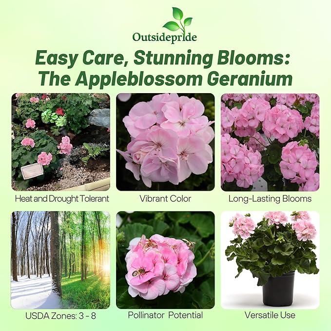 Outsidepride Appleblossom Geranium Seeds for Planting - 25 Pcs Annual, Heat & Drought Tolerant Flower Seeds with Green Foliage & Light Pink Blooms for Pots, Borders & Lush Summer Garden Displays