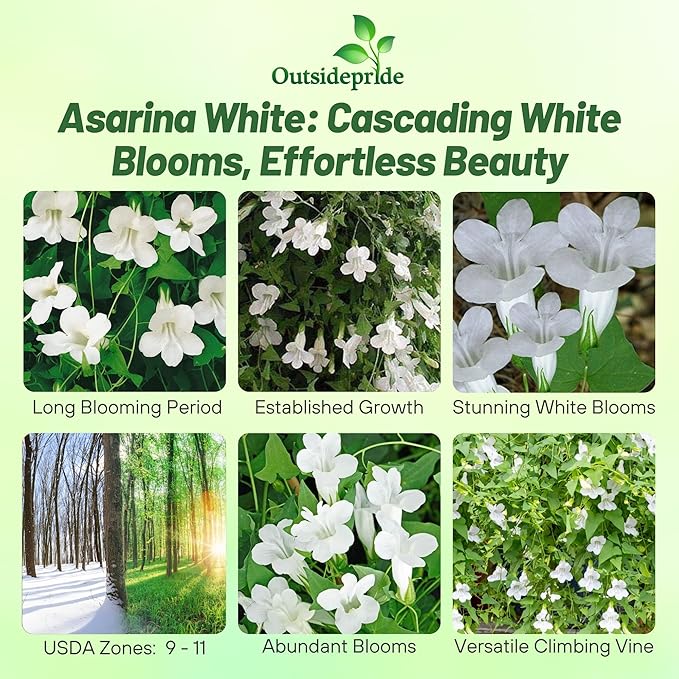 Outsidepride White Asarina Climbing Snapdragon Seeds - 200 Pcs Perennial Flower Seeds for Planting, Easy to Grow Climbing Vines w/Attractive Flowers for Containers, Trellises, & Ground Cover
