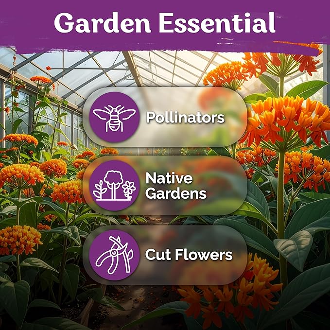 KVITER 75 Orange Butterfly Weed Seeds (Asclepias Tuberosa) - Orange Milkweed, Blazing Wildflower, Butterfly Favorite - Perennial Flower Seeds in Seed Packets for Outdoor Gardens and Roadsides