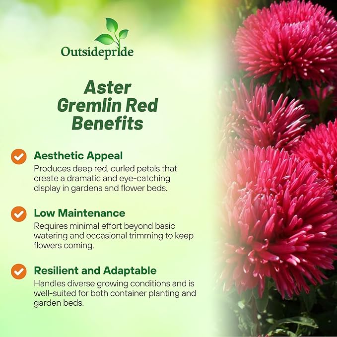 Outsidepride Gremlin Aster Seeds - 2000 Pcs. Annual, Hardy & Pollinator Friendly Flower Seeds for Planting Vibrant Red Blooms and Oval-Shaped Leaves, Great for Meadows & Aesthetic Gardens
