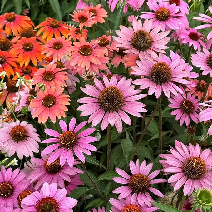 100 Purple Coneflower Seeds – Pink Echinacea Flower Seeds for Planting, Non-GMO Heirloom Variety for Wildflower Gardens