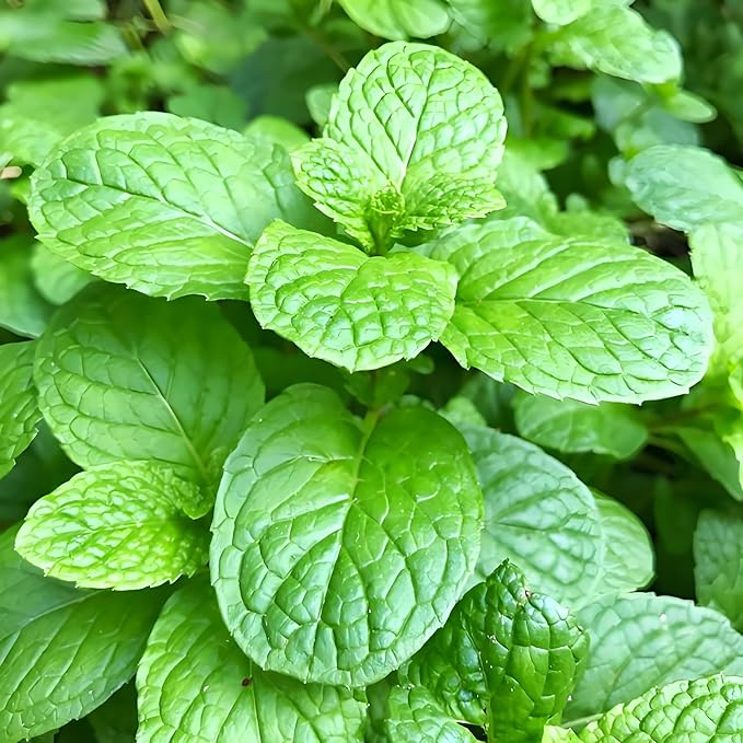 3800PCS Mint Seeds for Planting – Fragrant, Fast-Growing Herb | Easy Growing Indoors & Outdoors | Perfect for Tea, Cooking, and Aromatherapy