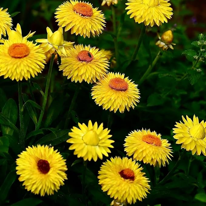 Mixed Strawflower Seeds for Planting, 1000pcs Strawflower Wildflower Seeds Non-GMO Heirloom Perennial Rare Cut Flower Plants, Open Pollinated Beauty Home Garden for Outdoors