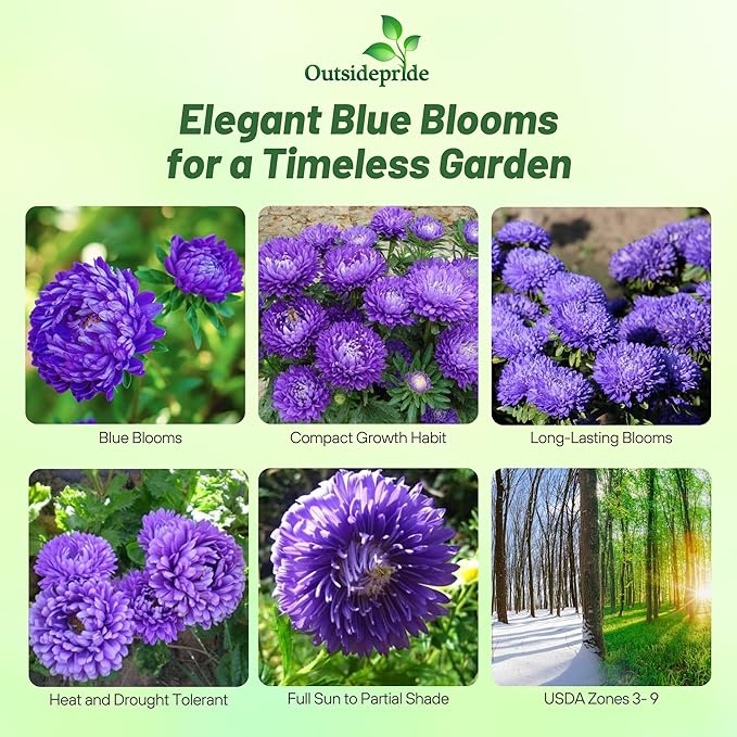 Outsidepride Paeony Aster Seeds - 1,000 Pcs Annual, Hardy & Pollinator Friendly Flower Seeds for Planting Vibrant Double Incurved Dark Blue Petals, Ideal for Meadows & Aesthetic Gardens