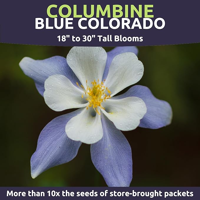 Columbine Blue – Large 1/4 Ounce Seed Packet – 6,000 Flower Seeds for Planting – Aquilegia caerulea