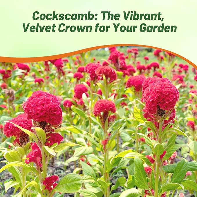 Outsidepride Carmine Cockscomb Seeds - 500 Pcs Annual Dwarf Celosia Flower Seeds for Planting, Easy to Grow, Heat & Drought-Tolerant Exotic Flowers with Wavy Crests for Colorful Gardens