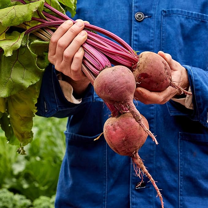 Burpee Organic Detroit Dark Red Beet Seeds - Dual-Purpose Root and Greens