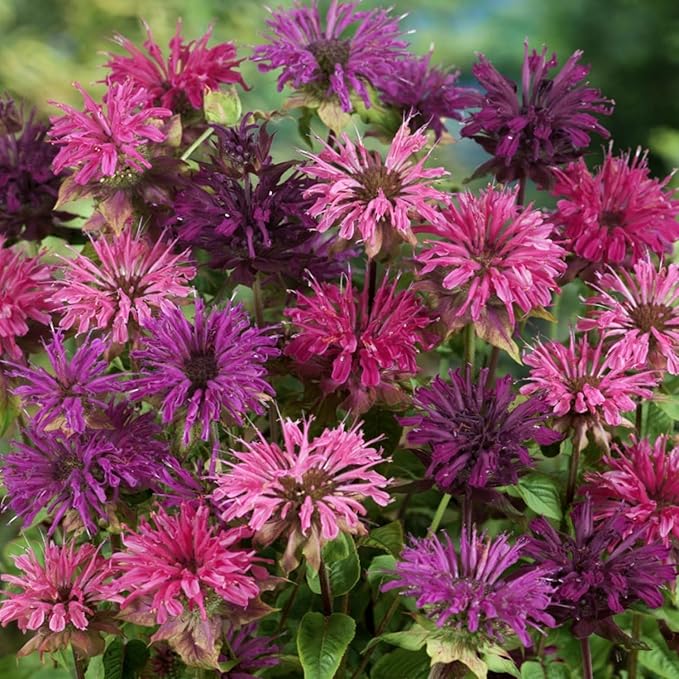 500+ Bee Balm Flower Seeds Perennial Monarda Didyma Bee Balm Heirloom Flower for Planting Non-GMO Seeds - Open-Pollinated