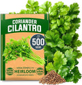HOME GROWN Non GMO 500+ Cilantro Seeds for Planting Indoors or Outdoors - Heirloom Coriander Seeds, Grow Your Own Cilantro Plant - Culinary Herb Seeds for Your Herb Garden