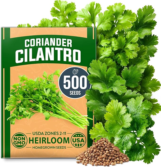 HOME GROWN Non GMO 500+ Cilantro Seeds for Planting Indoors or Outdoors - Heirloom Coriander Seeds, Grow Your Own Cilantro Plant - Culinary Herb Seeds for Your Herb Garden
