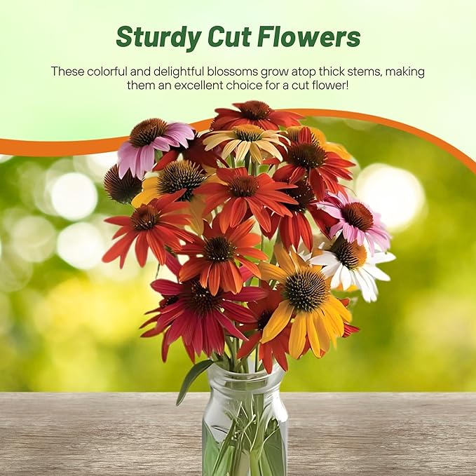 Outsidepride Cheyenne Spirit Echinacea Coneflower Seeds - 20 Pcs Perennial, Drought Tolerant Mix of Purple Coneflower Seeds for Planting, Attracts Birds & Butterflies for Xeriscape (AAS Winner)