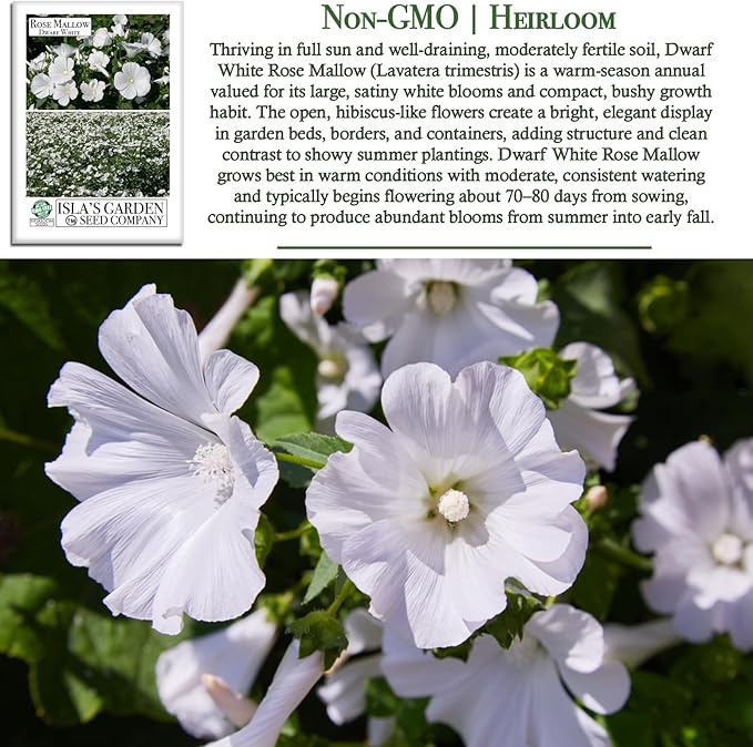 Dwarf White Rose Mallow Flower Seeds (Lavatera trimestris) – 100+ Heirloom Seeds per Packet, by Isla’s Garden Seeds, Compact Blooms for Home Gardens, Borders, Containers, Summer Flowers, Gift Idea