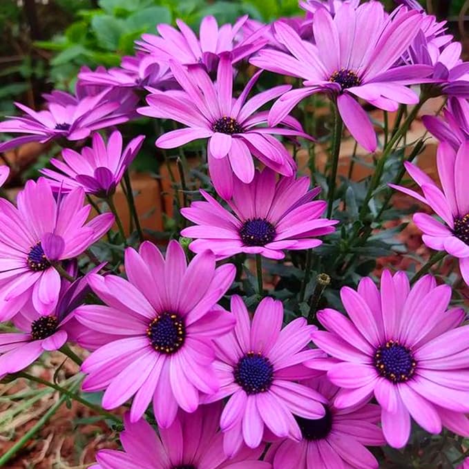 Mixrug African Daisy Seeds for Planting, 150pcs Osteospermum Daisy Seeds Non-GMO Heirloom Perennial Rare Colorful Flower Plants, Open Pollinated Beauty Home Garden Flowers for Outdoors