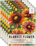 Seed Needs Blanket Flower Seeds for Planting - Heirloom & Open Pollinated Perennial Flowers - Attract Butterflies, Bees & Other Pollinators to a Butterfly Garden (5 Packs)
