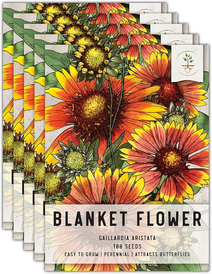 Seed Needs Blanket Flower Seeds for Planting - Heirloom & Open Pollinated Perennial Flowers - Attract Butterflies, Bees & Other Pollinators to a Butterfly Garden (5 Packs)