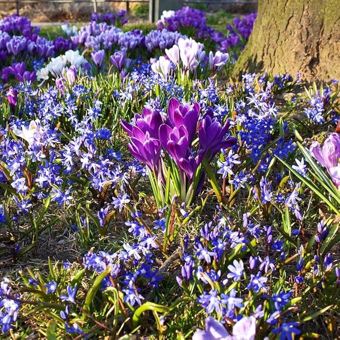 Amazing Rock Garden Flower Collection – 55 Bulbs | Mixed Colors (Pink, Purple, White, Blue) Spring Bloomers – Easy to Grow Perennial | Partial Sun to Shade – Zones 3‑8 - Attracts Butterflies & Bees