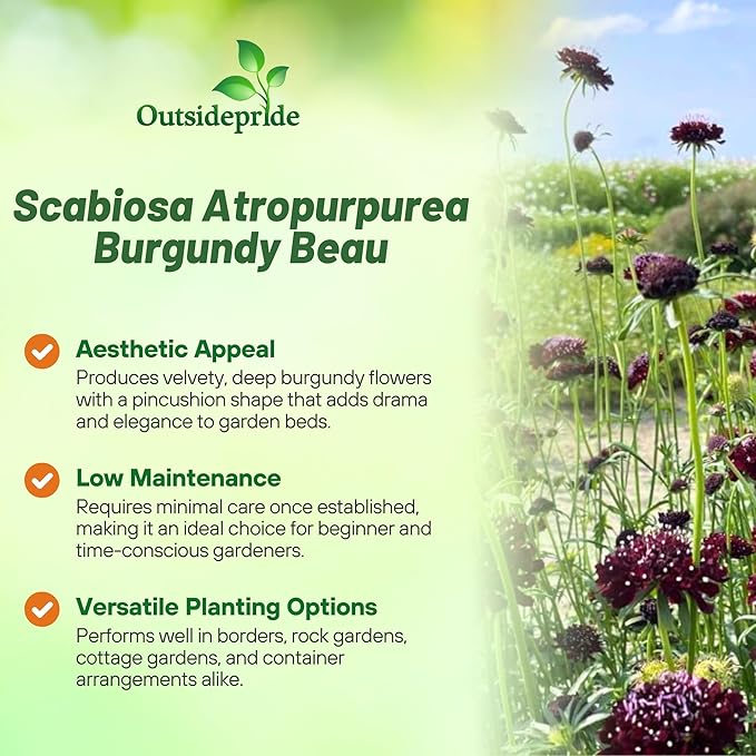 Outsidepride Burgundy Beau Scabiosa Seeds - 100 Pcs Perennial Pincushion Flower Seeds That Attract Pollinators, Upright & Neat Growth Habit for Small Gardens, Borders, Containers, & Xeriscaping